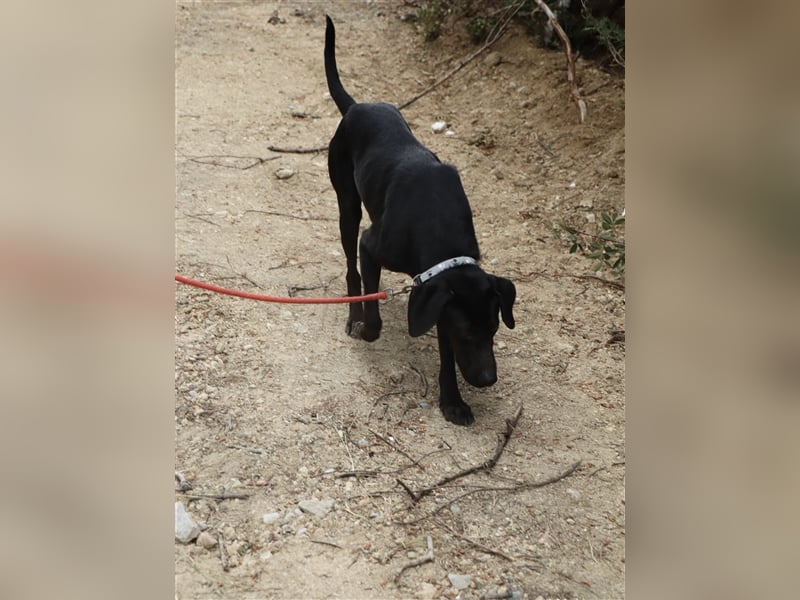 Kleiner Charmeur PAVLOS (3 Jahre) sucht eine Familie!