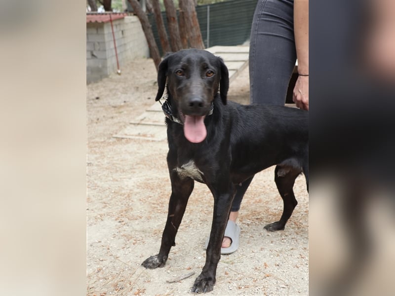 Kleiner Charmeur PAVLOS (3 Jahre) sucht eine Familie!