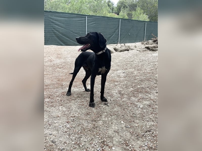 Kleiner Charmeur PAVLOS (3 Jahre) sucht eine Familie!