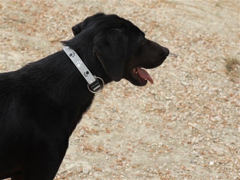 Kleiner Charmeur PAVLOS (3 Jahre) sucht eine Familie!