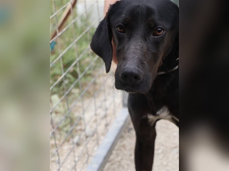 Kleiner Charmeur PAVLOS (3 Jahre) sucht eine Familie!