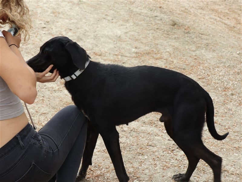 Kleiner Charmeur PAVLOS (3 Jahre) sucht eine Familie!