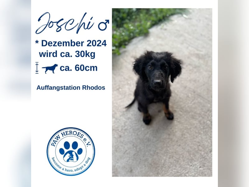 Niedlicher und freundlicher Mischlingsrüde JOSCHI (Dezember 24) sucht eine Familie!