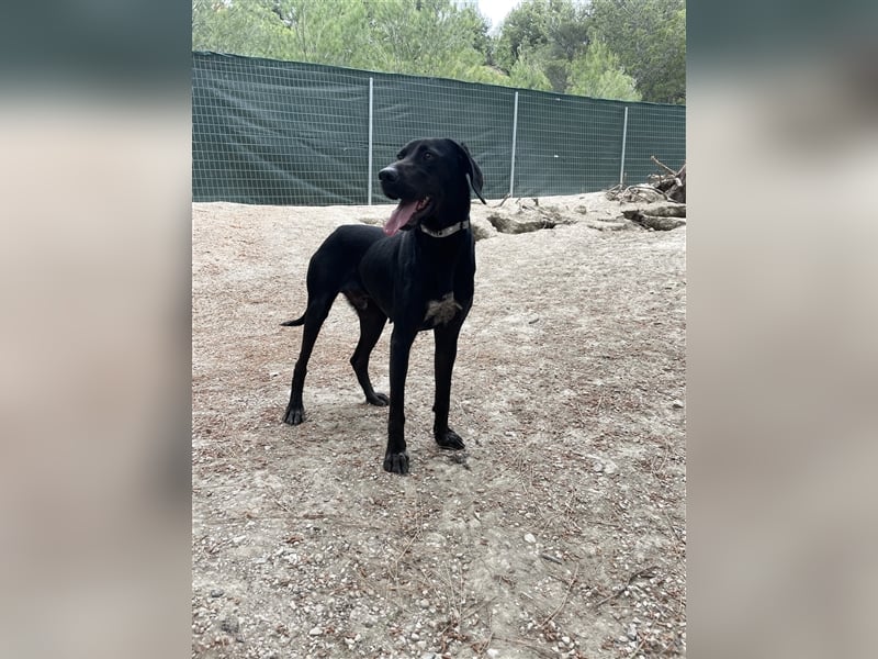 Kleiner Charmeur PAVLOS (3 Jahre) sucht eine Familie!
