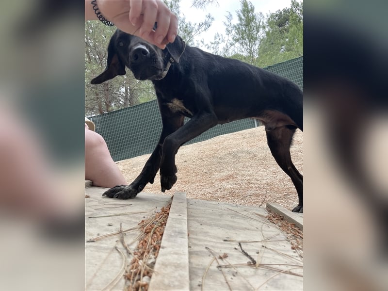 Kleiner Charmeur PAVLOS (3 Jahre) sucht eine Familie!
