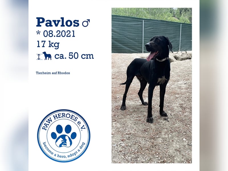 Kleiner Charmeur PAVLOS (3 Jahre) sucht eine Familie!