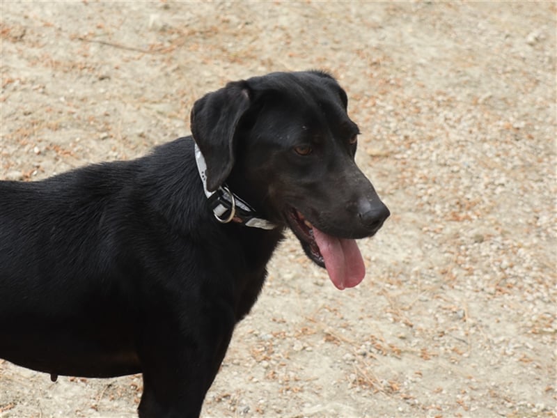Kleiner Charmeur PAVLOS (3 Jahre) sucht eine Familie!