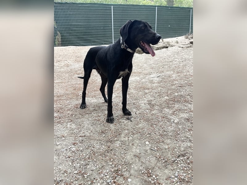 Kleiner Charmeur PAVLOS (3 Jahre) sucht eine Familie!