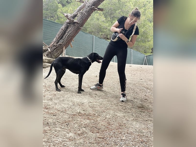 Kleiner Charmeur PAVLOS (3 Jahre) sucht eine Familie!