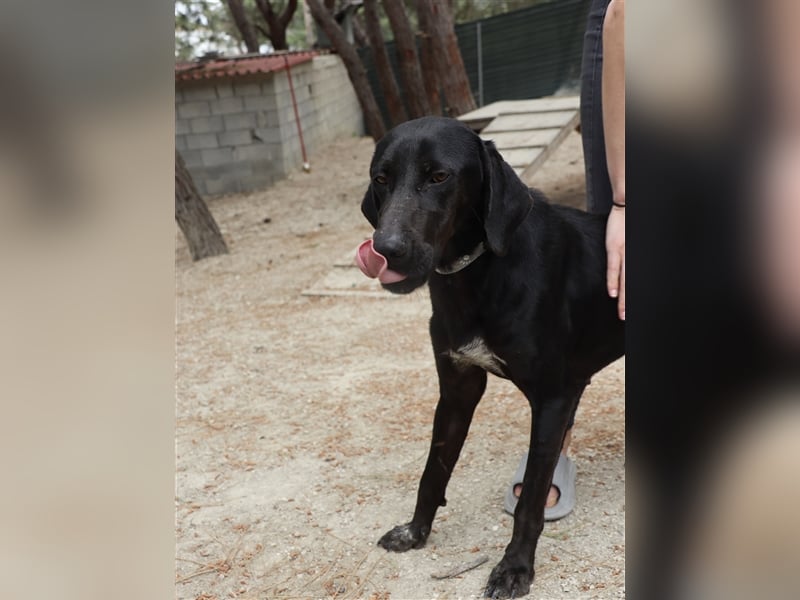 Kleiner Charmeur PAVLOS (3 Jahre) sucht eine Familie!