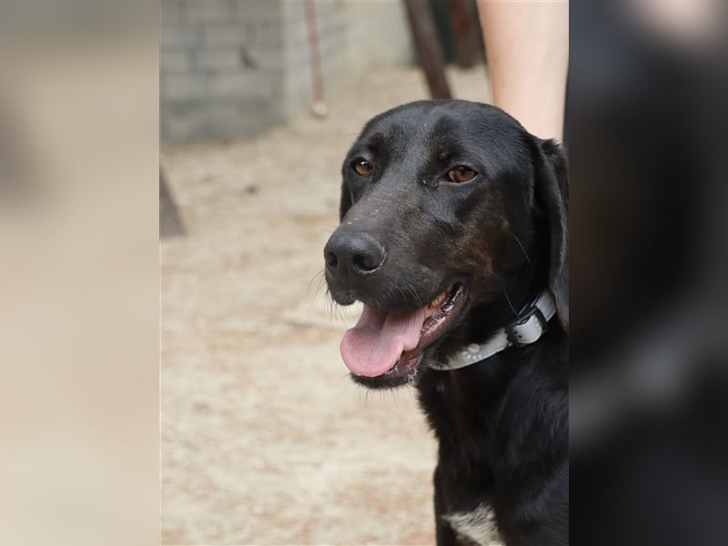Kleiner Charmeur PAVLOS (3 Jahre) sucht eine Familie!