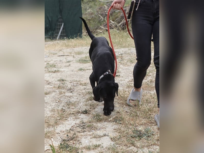 Kleiner Charmeur PAVLOS (3 Jahre) sucht eine Familie!