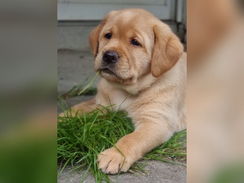 Edle Labrador Welpen (Schwarz/Foxred/Creme) mit Ahnentafel, Nachkommen von Champions