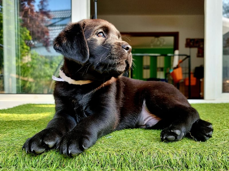 Edle Labrador Welpen mit Ahnentafel, Nachkommen von Champions