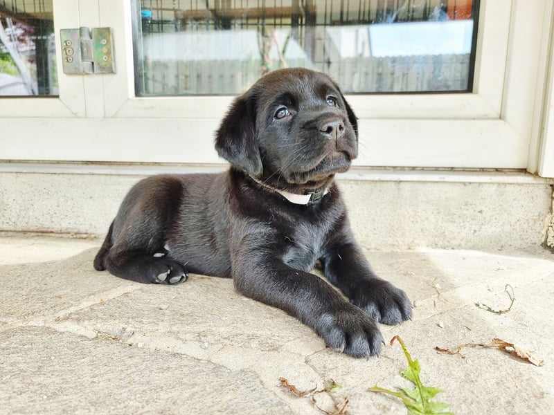 Edle Labrador Welpen (Schwarz/Foxred/Creme) mit Ahnentafel, Nachkommen von Champions