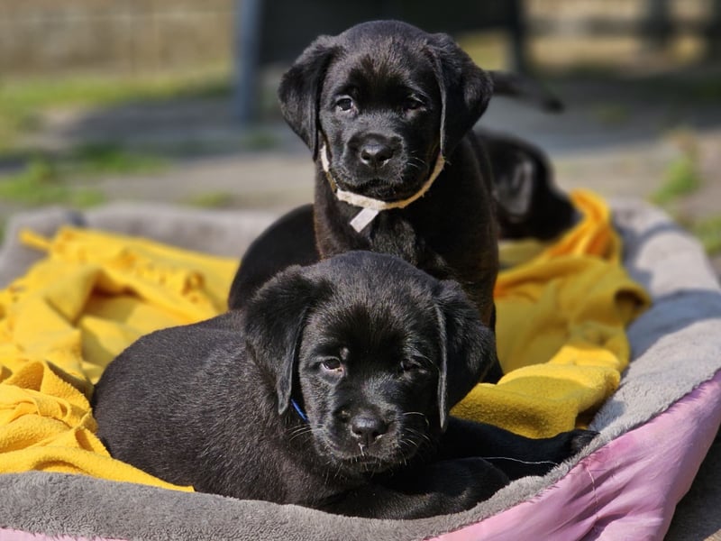 Edle Labrador Welpen mit Ahnentafel, Nachkommen von Champions
