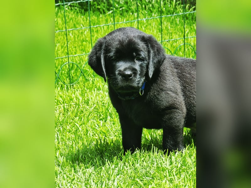 Edle Labrador Welpen mit Ahnentafel, Nachkommen von Champions