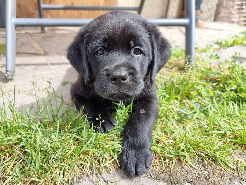 Edle Labrador Welpen (Schwarz/Foxred/Creme) mit Ahnentafel, Nachkommen von Champions