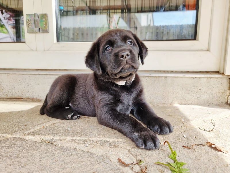 Edle Labrador Welpen (Schwarz/Foxred/Creme) mit Ahnentafel, Nachkommen von Champions