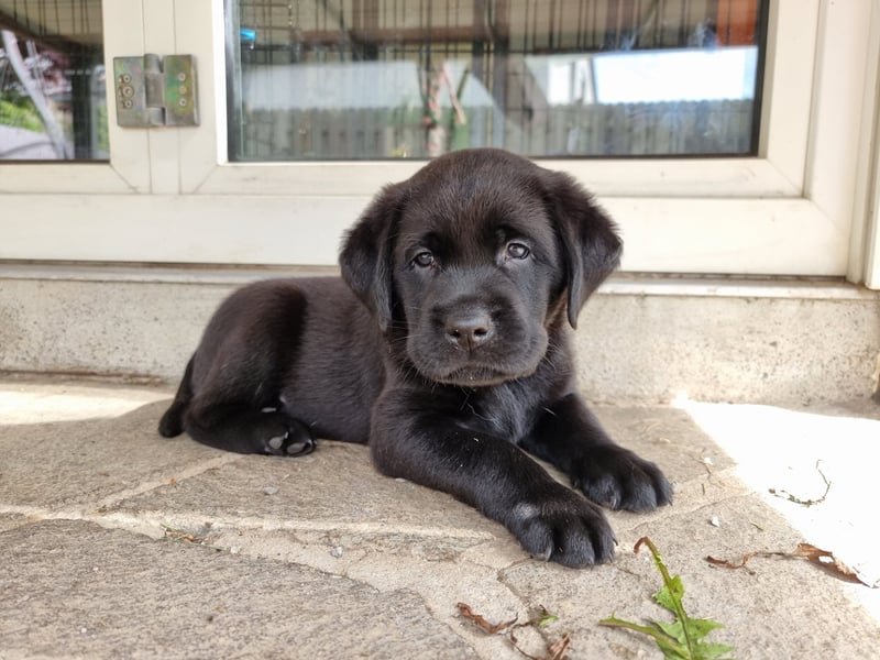 Edle Labrador Welpen (Schwarz/Foxred/Creme) mit Ahnentafel, Nachkommen von Champions