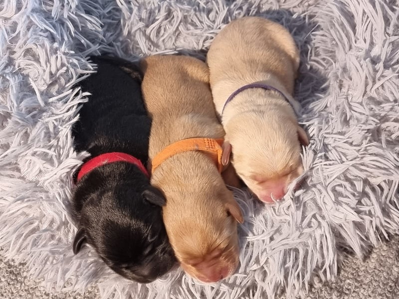 Edle Labrador Welpen (Schwarz/Foxred/Creme) mit Ahnentafel, Nachkommen von Champions