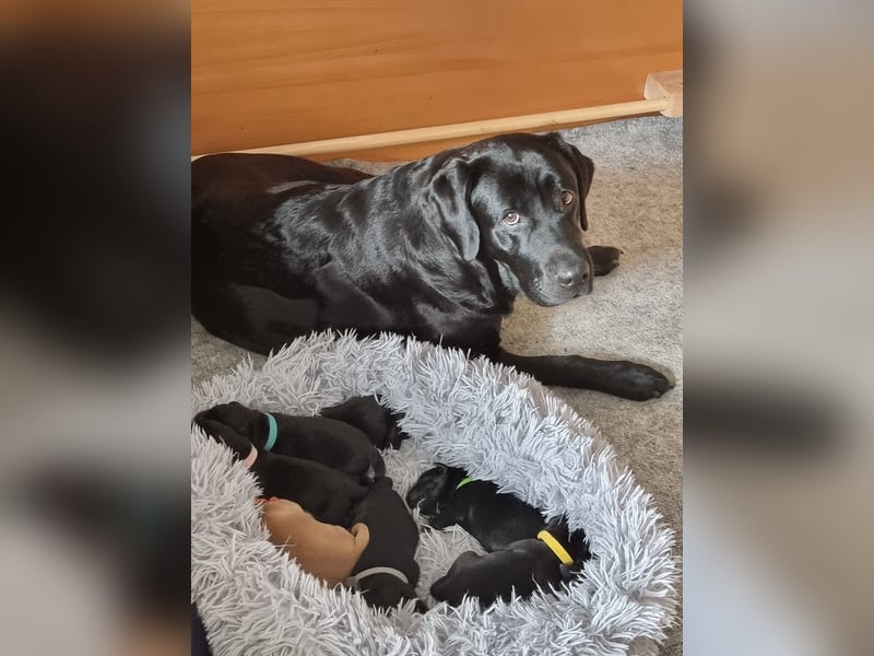 Edle Labrador Welpen (Schwarz/Foxred/Creme) mit Ahnentafel, Nachkommen von Champions