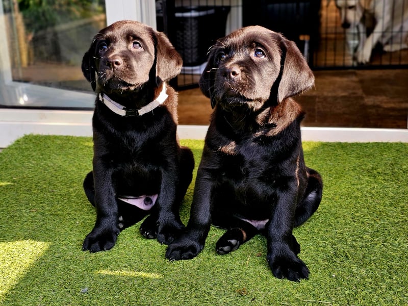 Edle Labrador Welpen mit Ahnentafel, Nachkommen von Champions