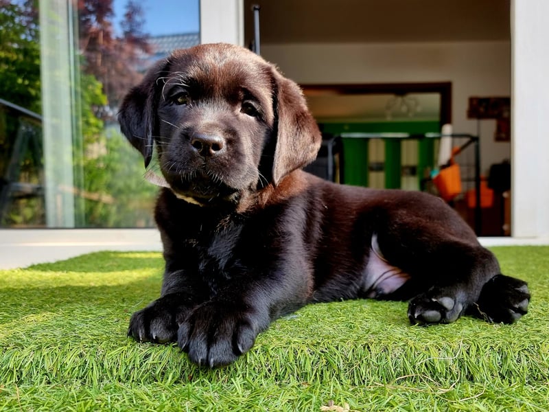 Edle Labrador Welpen mit Ahnentafel, Nachkommen von Champions