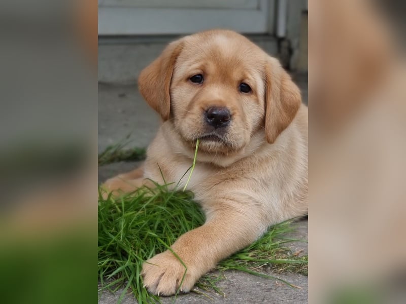 Edle Labrador Welpen (Schwarz/Foxred/Creme) mit Ahnentafel, Nachkommen von Champions