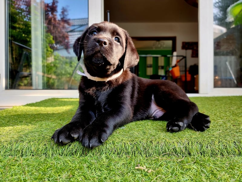 Edle Labrador Welpen mit Ahnentafel, Nachkommen von Champions