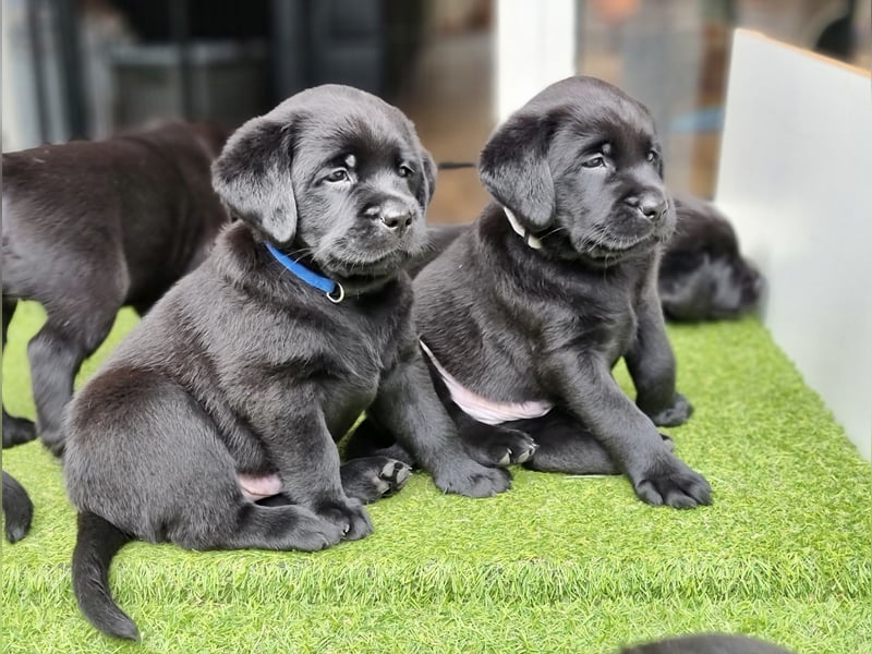 Edle Labrador Welpen (Schwarz/Foxred/Creme) mit Ahnentafel, Nachkommen von Champions