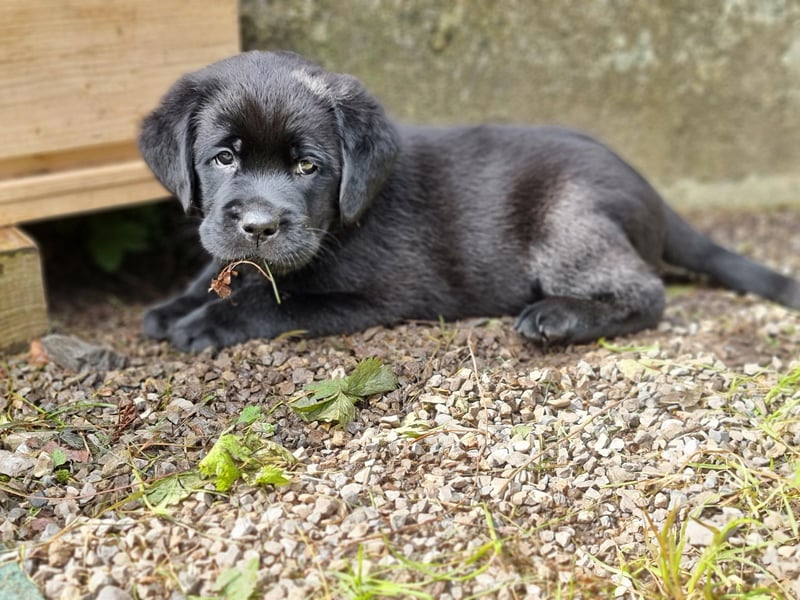 Edle Labrador Welpen (Schwarz/Foxred/Creme) mit Ahnentafel, Nachkommen von Champions