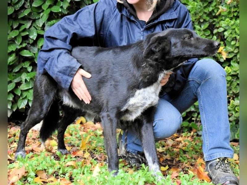 Gerald - hat ein gutes Hundeherz