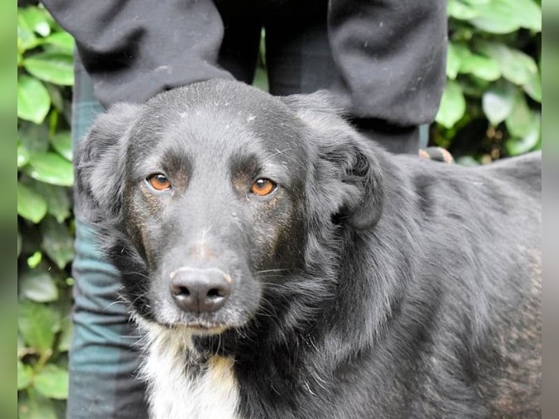 Gerald - hat ein gutes Hundeherz