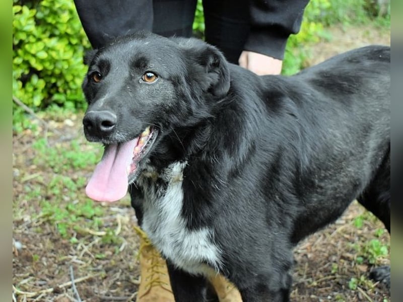 Gerald - hat ein gutes Hundeherz