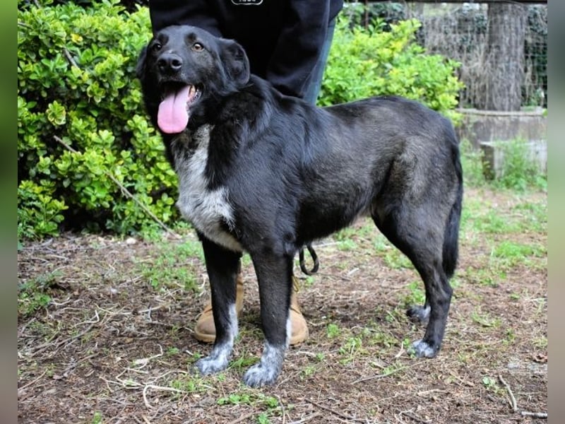 Gerald - hat ein gutes Hundeherz