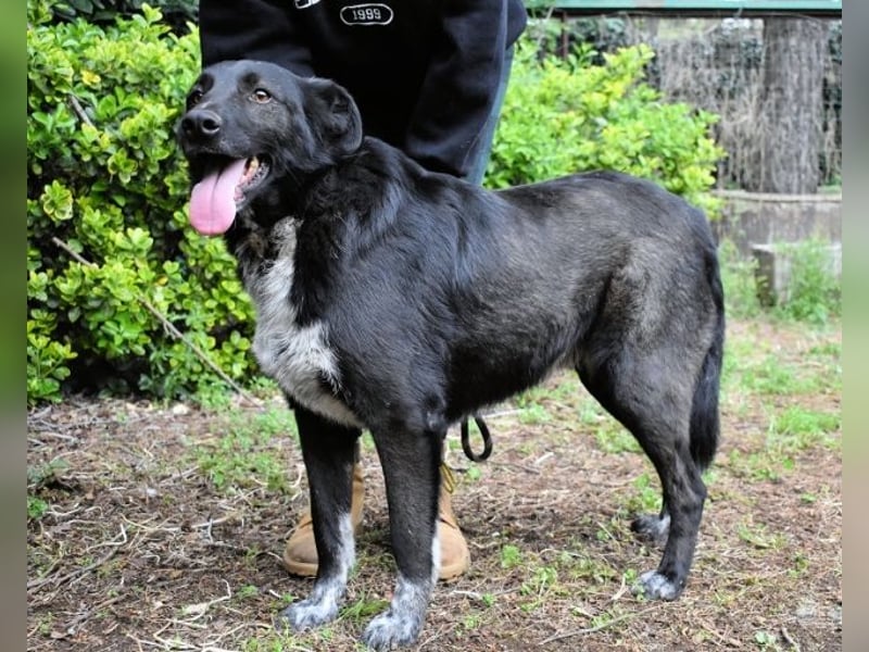 Gerald - hat ein gutes Hundeherz