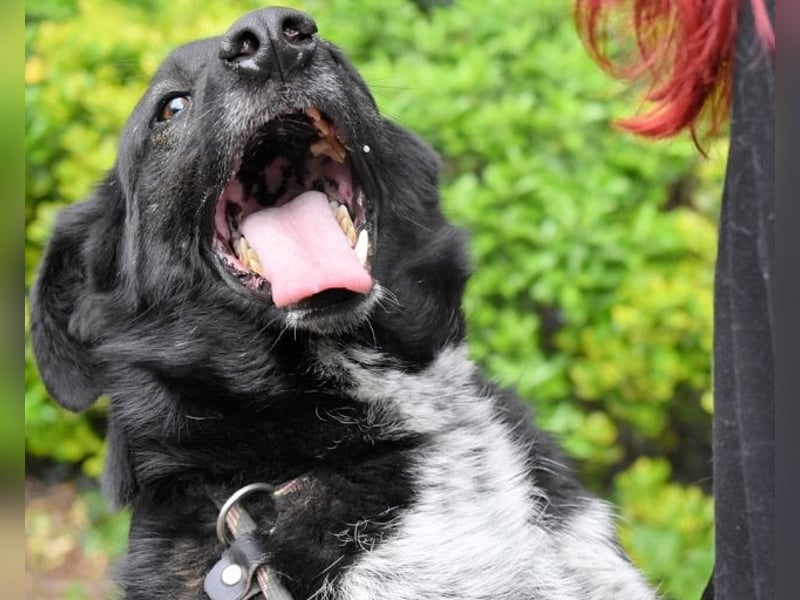 Gerald - hat ein gutes Hundeherz