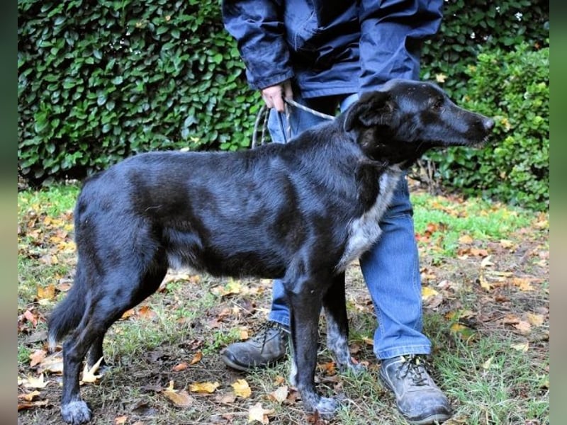 Gerald - hat ein gutes Hundeherz