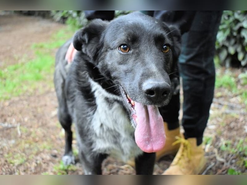 Gerald - hat ein gutes Hundeherz