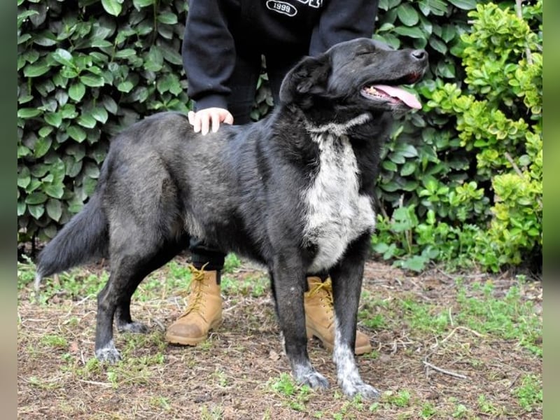 Gerald - hat ein gutes Hundeherz