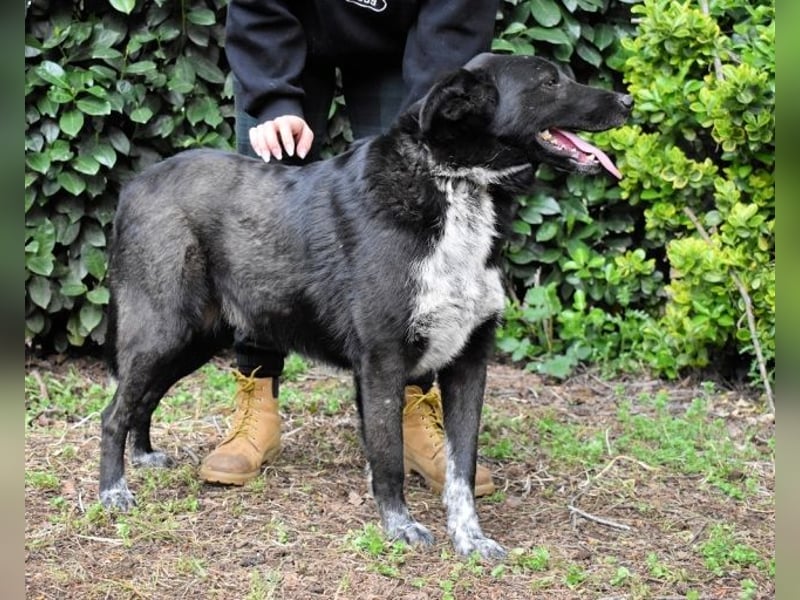 Gerald - hat ein gutes Hundeherz