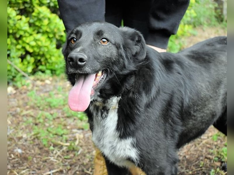 Gerald - hat ein gutes Hundeherz