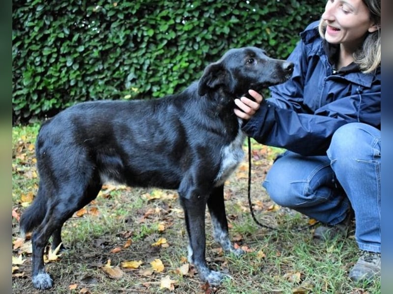 Gerald - hat ein gutes Hundeherz