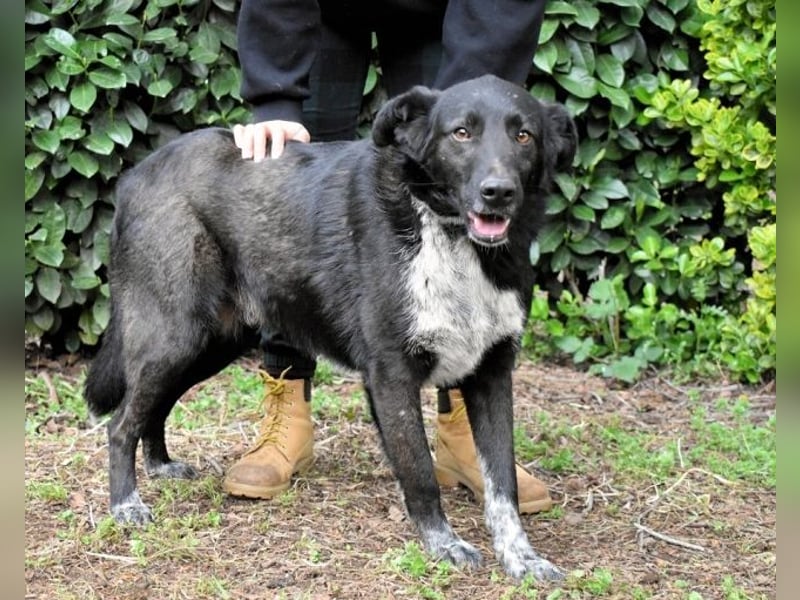Gerald - hat ein gutes Hundeherz