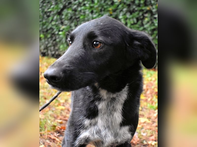 Gerald - hat ein gutes Hundeherz