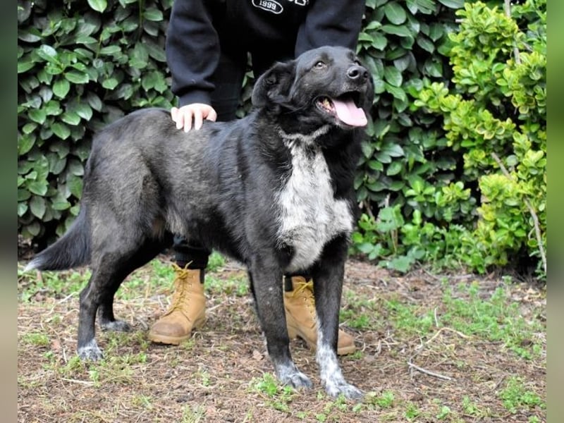 Gerald - hat ein gutes Hundeherz