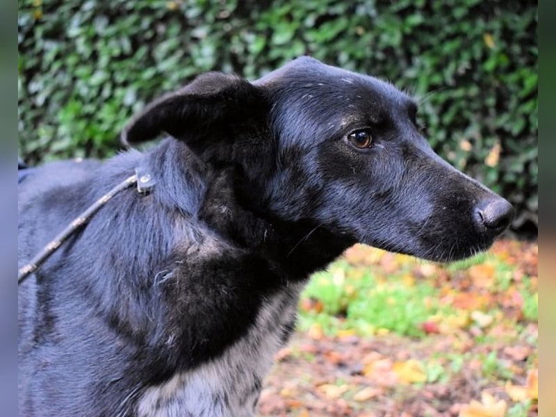 Gerald - hat ein gutes Hundeherz