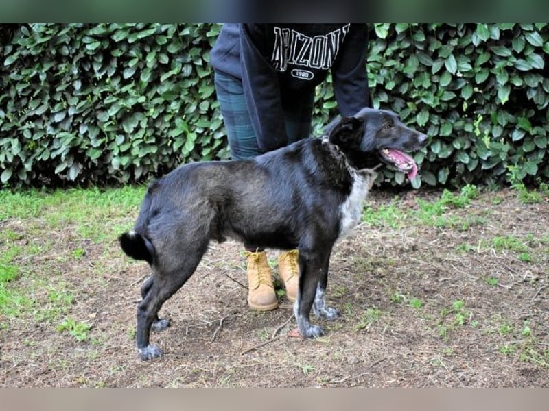 Gerald - hat ein gutes Hundeherz