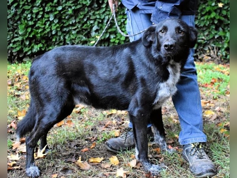 Gerald - hat ein gutes Hundeherz